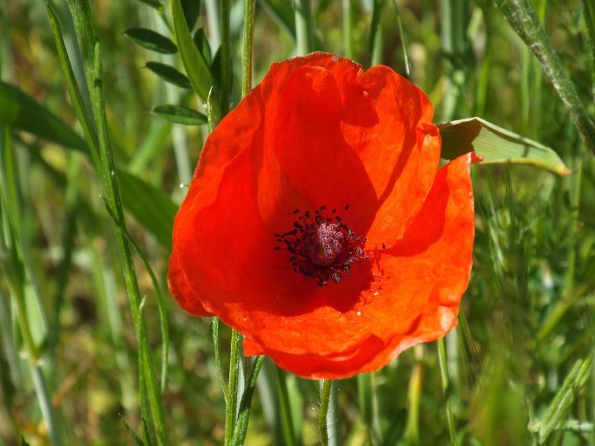 vallmo blomma