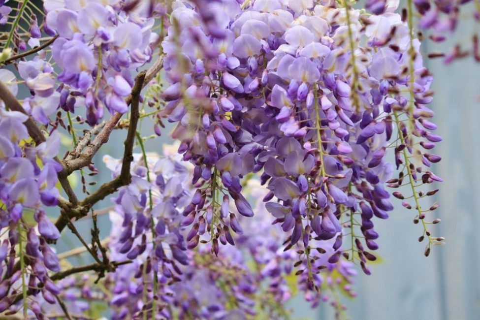 Květinové shluky wisteria sinensis