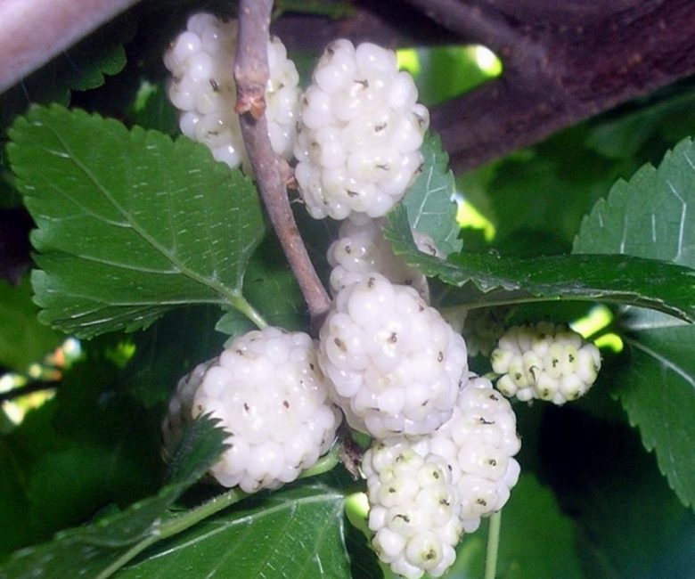 morera blanca