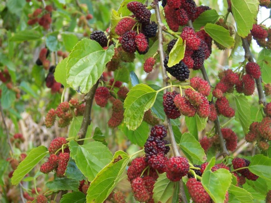 morera roja
