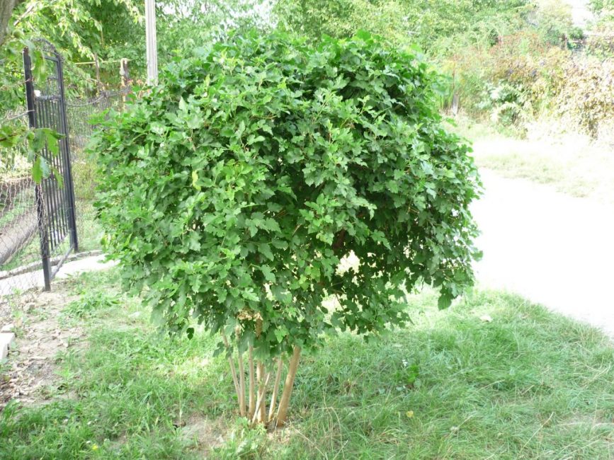 Mulberry ama la luz