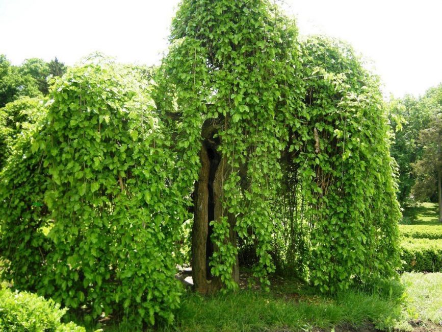 morera llorona