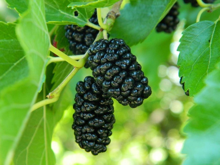 morera negra