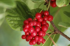 Schisandra chinensis: καλλιέργεια από την περιοχή της Μόσχας έως τη Σιβηρία, φύτευση στο ανοιχτό πεδίο και φροντίδα, φαρμακευτικές ιδιότητες και αντενδείξεις (35 Φωτογραφίες & Βίντεο) + Κριτικές