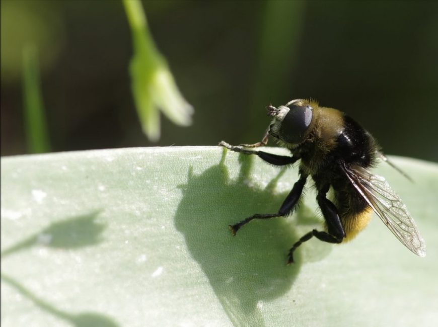 Les larves grans de mosca de narcís poden destruir un bulb de flor