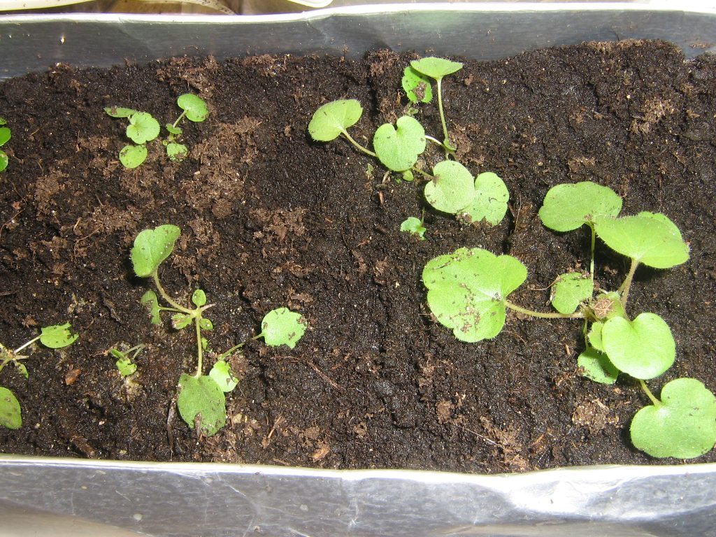 Σπορόφυτα Heuchera μετά τη βλάστηση