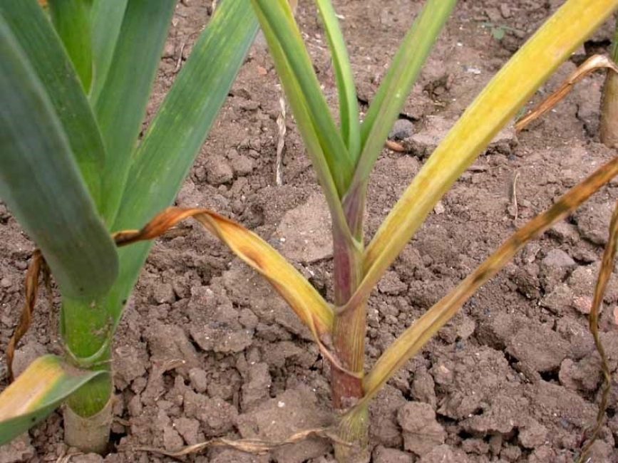 Βλαστός φυτού που έχει προσβληθεί από Fusarium