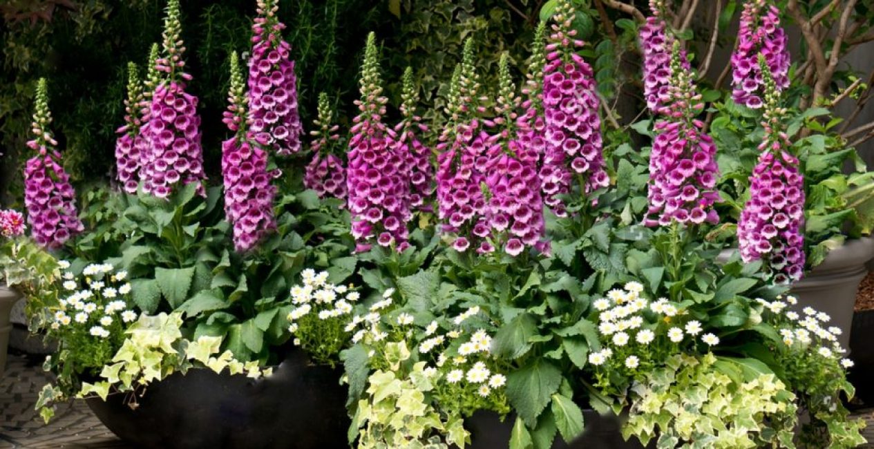 Çiçek tarhında foxglove