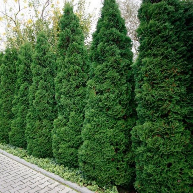 Thuja odrůdy Holmstrup