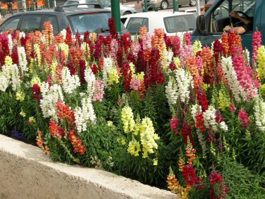 Şehirdeki Snapdragon