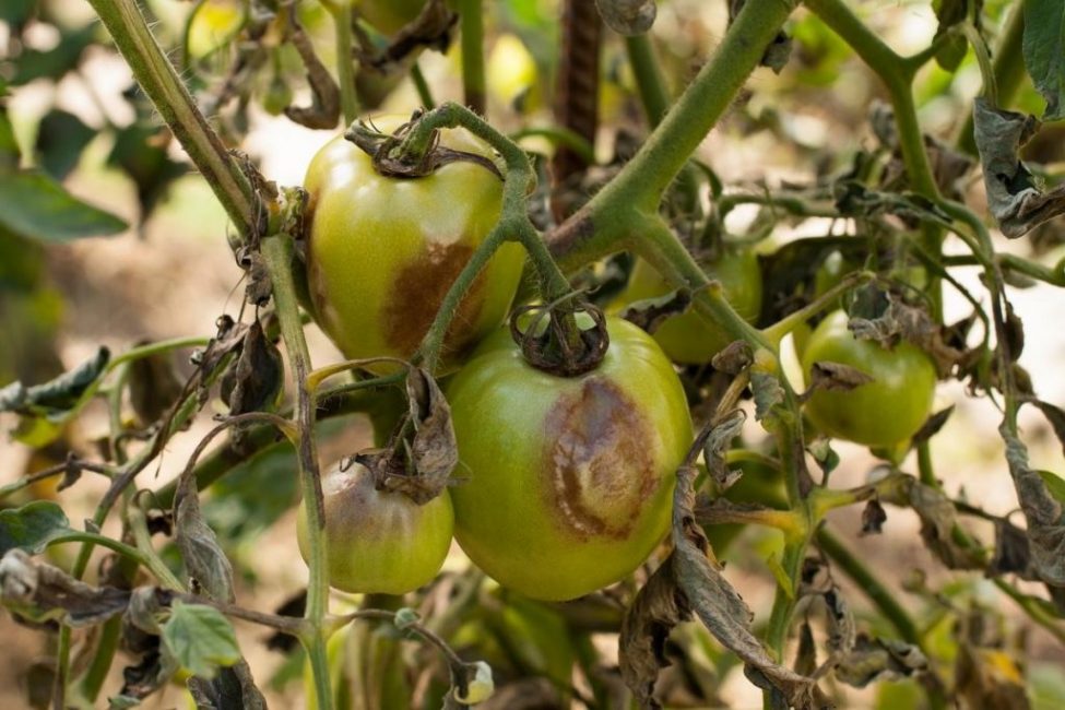 Εκδηλώσεις όψιμης μάστιγας