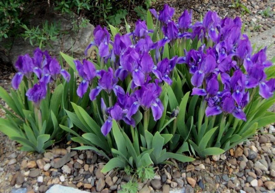 iris cüce