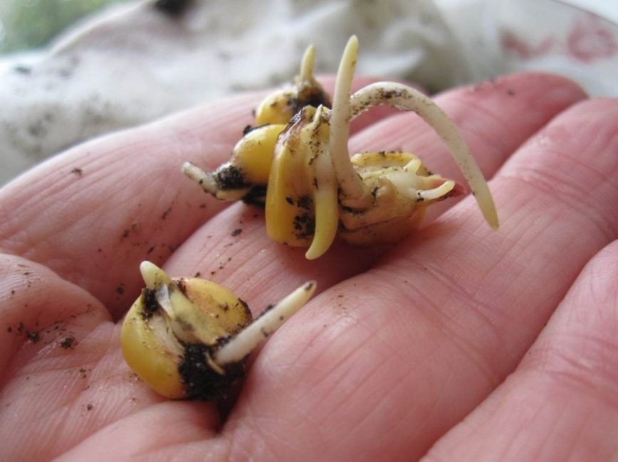 llavors de blat de moro germinades