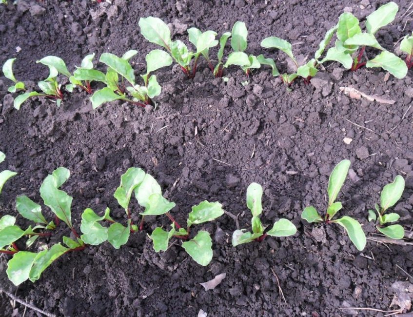 remolatxa germinada