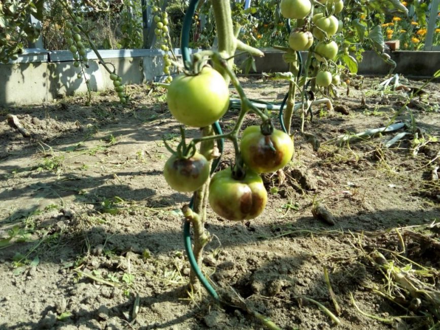 Μολυσμένος θάμνος ντομάτας