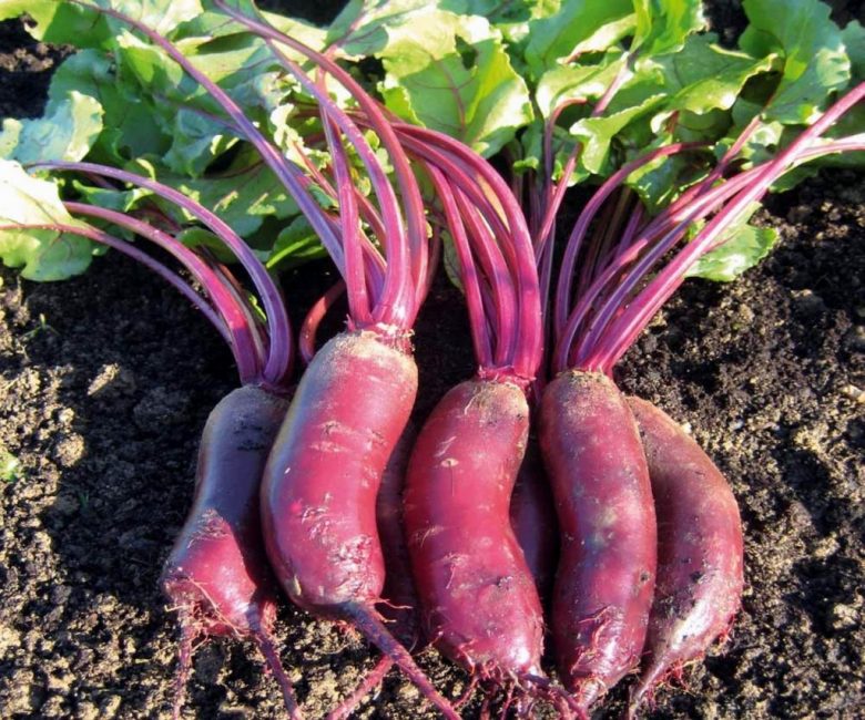 Beet Alto F1