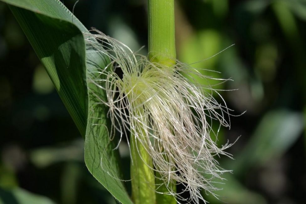 panotxes nusades
