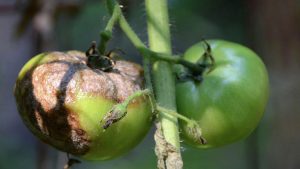 A paradicsom késői fertőzése: a tünetek leírása, a gomba kezelése gombaölő szerekkel, antibiotikumokkal és népi gyógymódokkal (15 fotó és videó) + vélemények