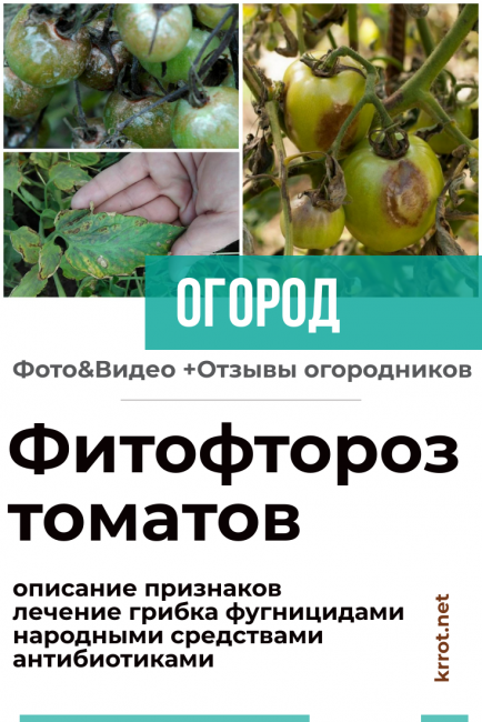 Ύστερη μάστιγα της τομάτας