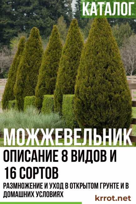 описание на снимка на хвойна
