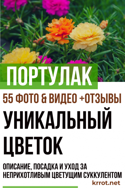 Semizotu