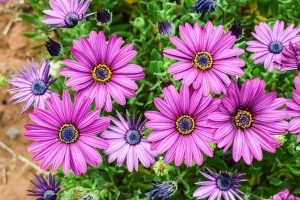 Gerbera de jardí: descripció, tipus i varietats, plantació i cura d