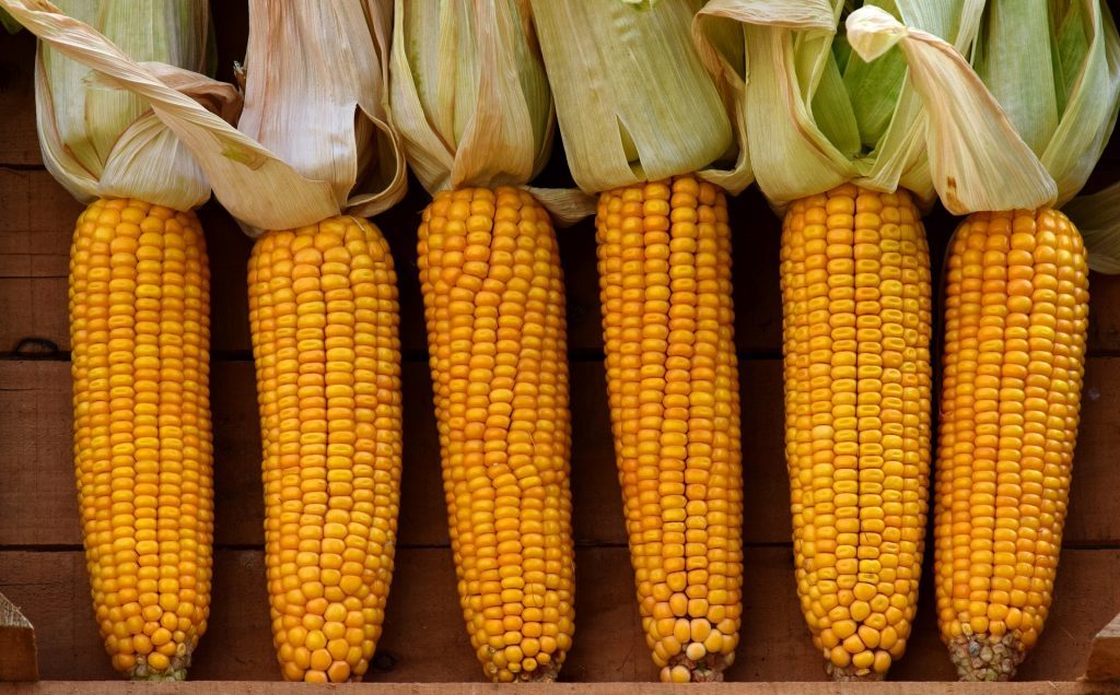 El blat de moro és un cultiu alimentari valuós