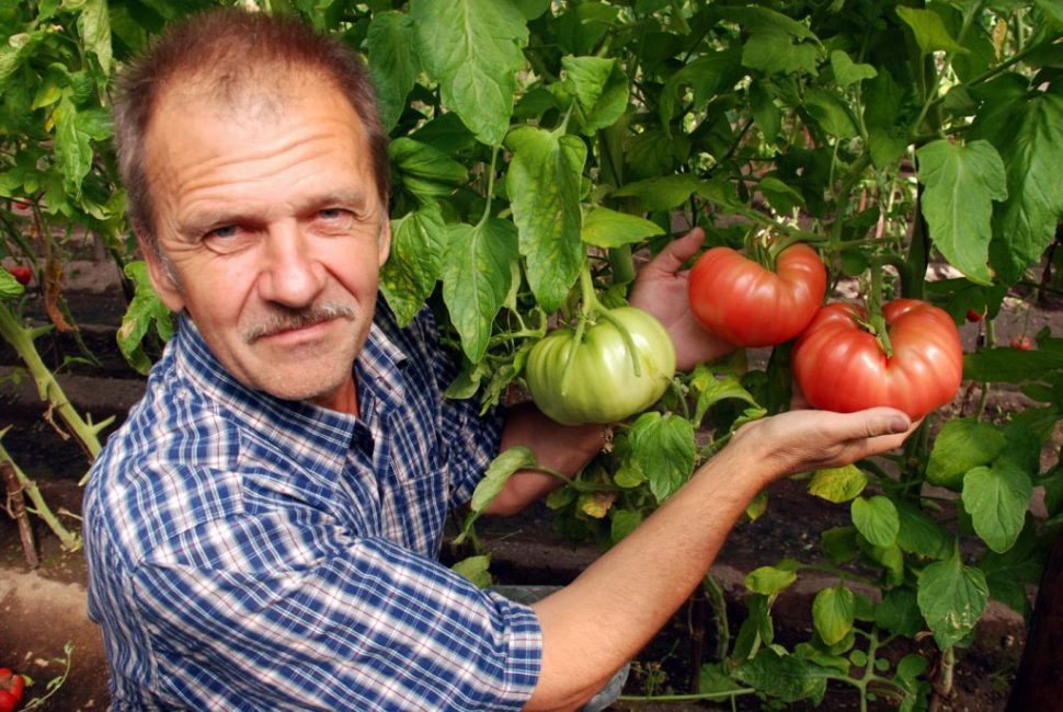 Gerçek bir yaz sakininin gururu, iyi bir domates hasadı
