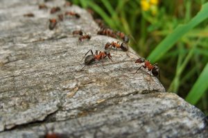 TOP-9 Las formas más efectivas de lidiar con las hormigas en el jardín (Foto y video) + Reseñas