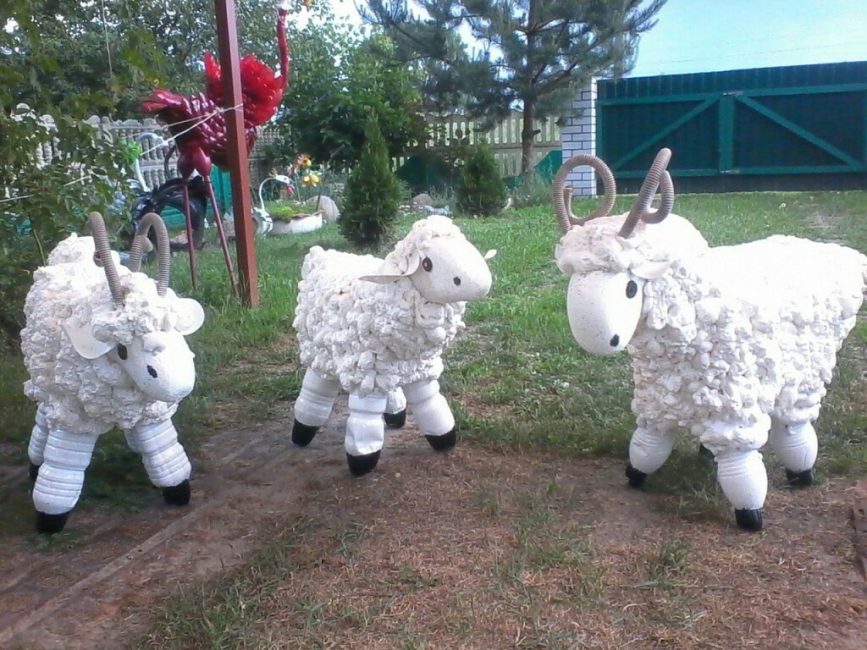 kıvırcık koyun