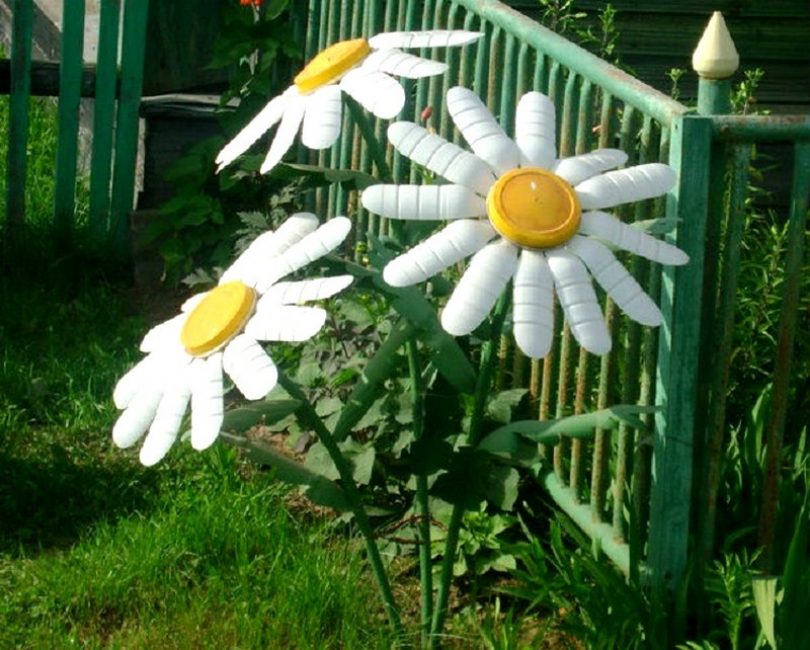 Harika ve parlak papatyalar