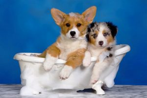 El mejor champú para perros: TOP 20 productos más populares con ventajas y desventajas + Reseñas