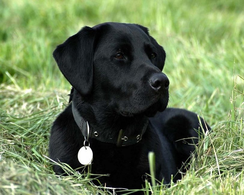 Precioso perro negro
