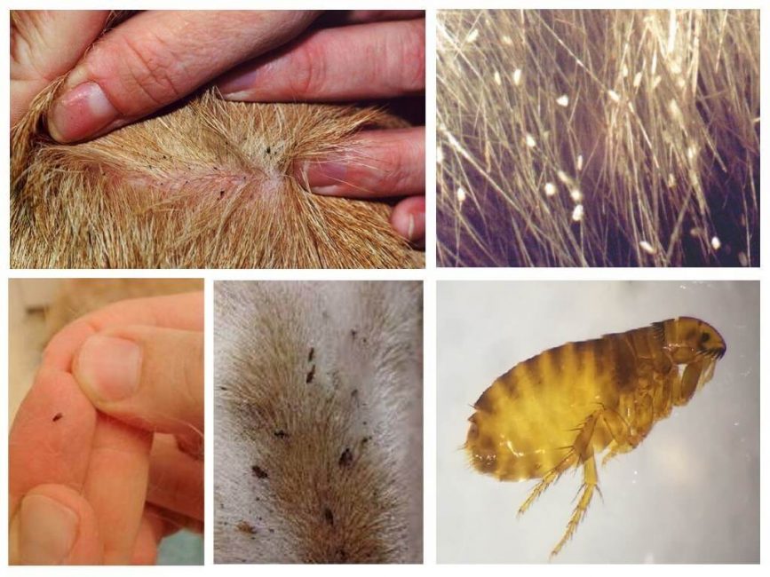 Los insectos causan un sufrimiento increíble a los animales