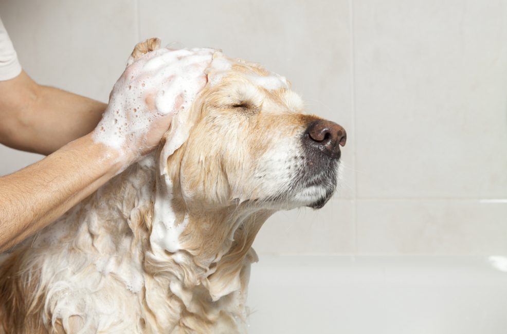 El proceso de baño debe ser un placer tanto para el dueño como para la mascota.