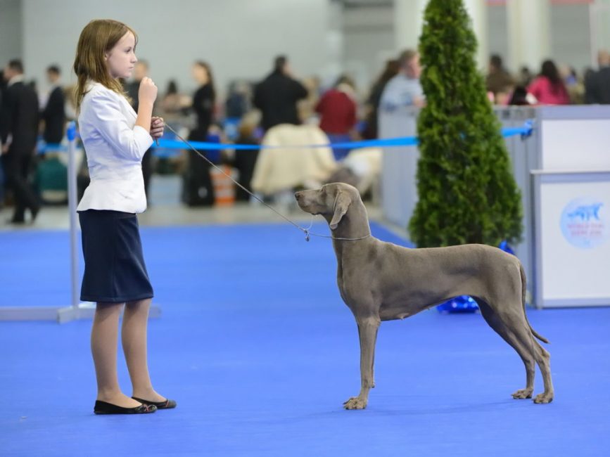 En la exposición, el animal debe lucir perfecto