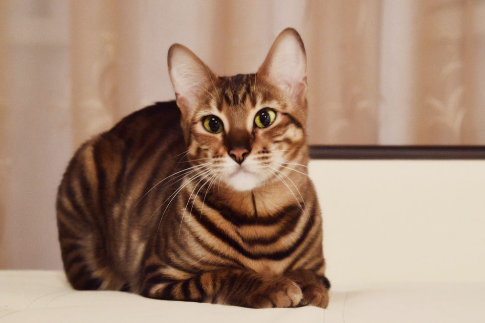 British Shorthair - ένα υγιές κατοικίδιο θα κάνει με ένα κανονικό προϊόν περιποίησης