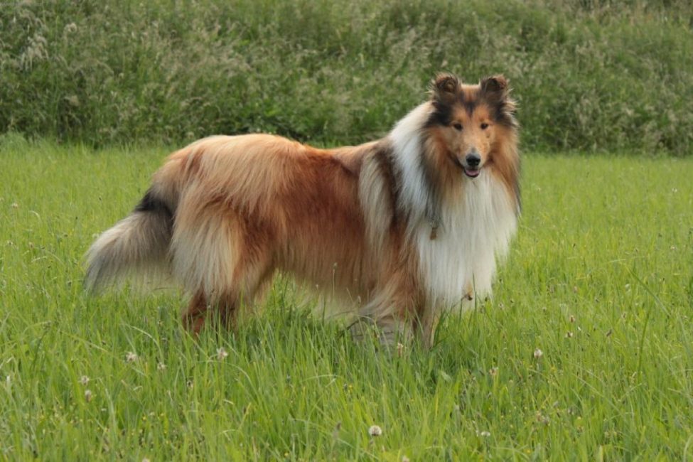 collie de lujo