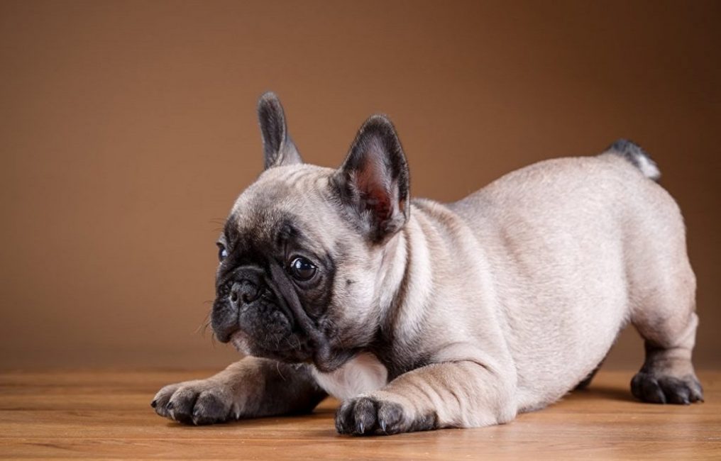 Los bulldogs franceses son propensos a las alergias