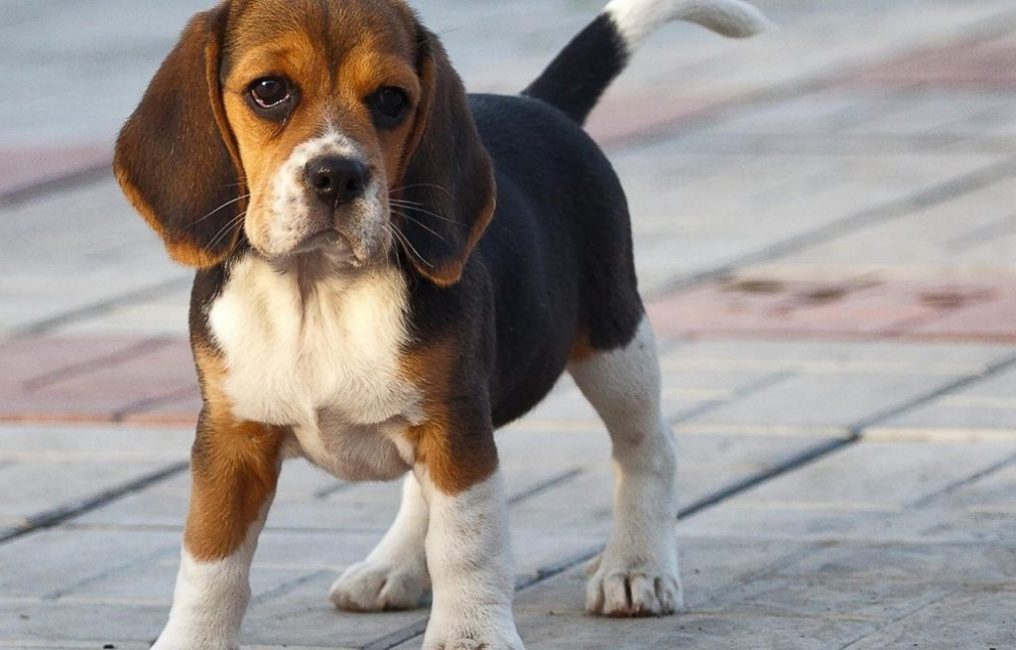 perro con pelo corto