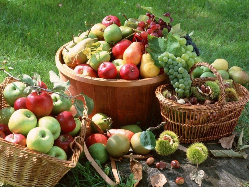 fruits collits