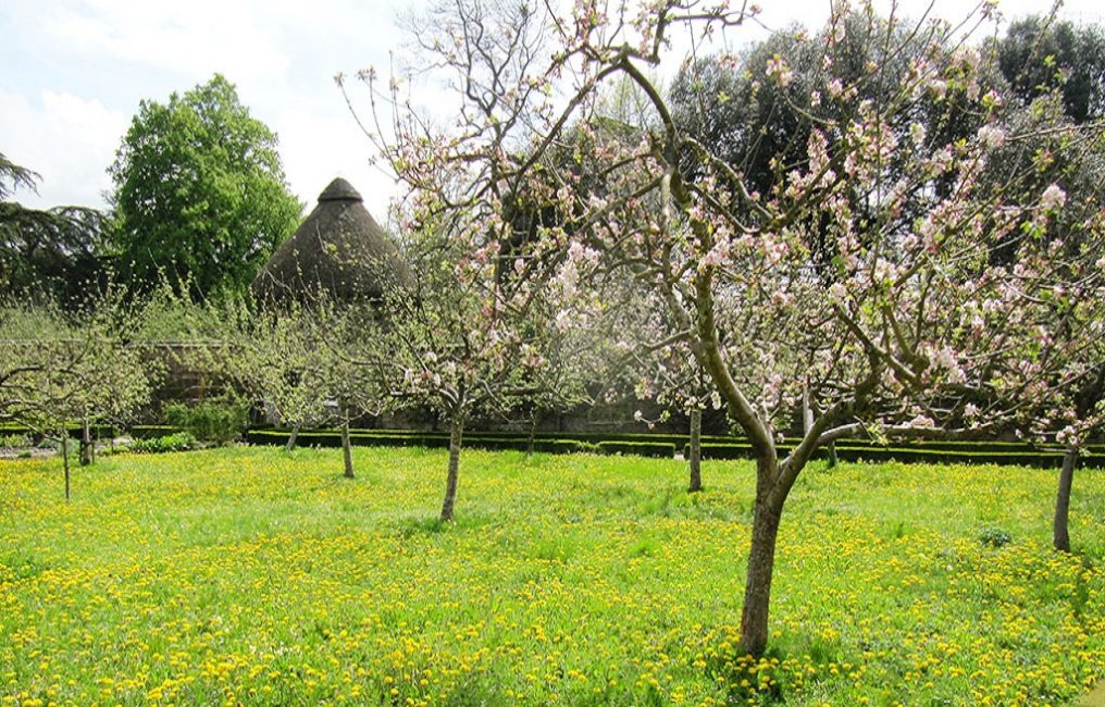 Arbres en flor