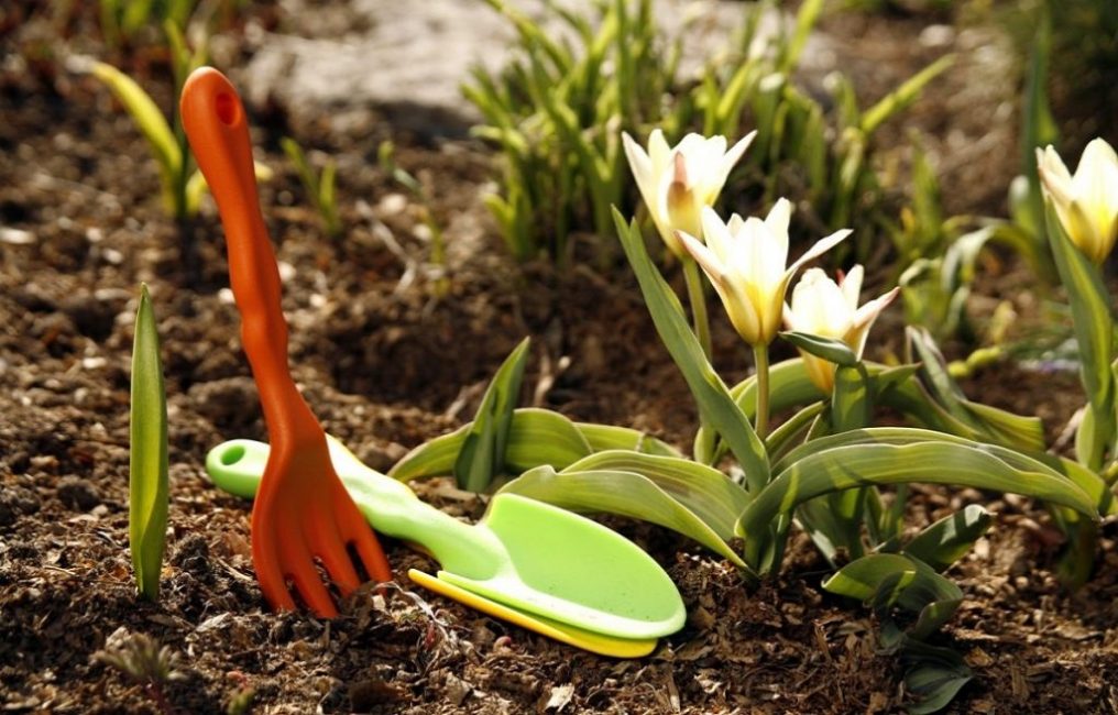 flors germinades