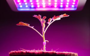 TOP 10 millors fitolamps per al cultiu de plàntules i plantes d