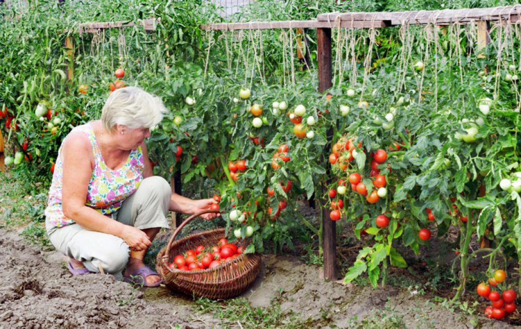 Bahçede domates bağladım
