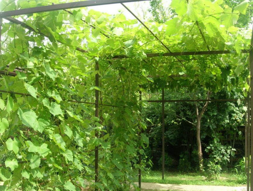 Uvas - una planta flexible y bien doblada