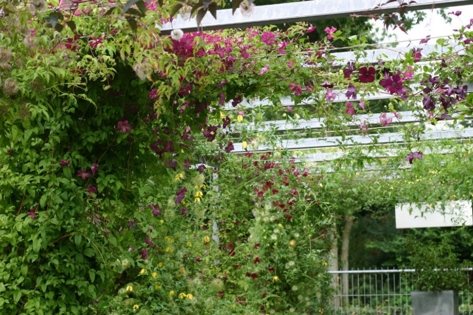 Clematis es una planta exigente en cuanto a condiciones y cuidados.