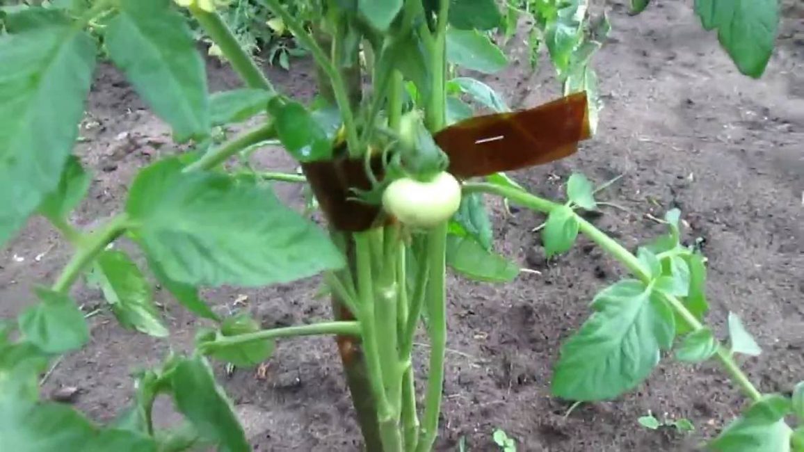 Plastik şişe ile kolay yol