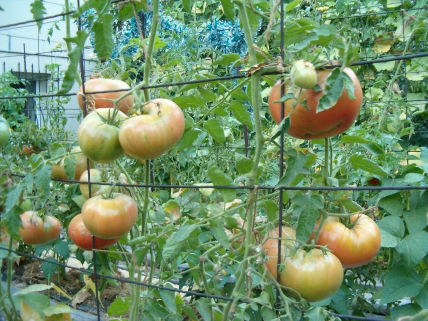 Metal bir ağ, domates çalıları için iyi bir kılavuz görevi görebilir.