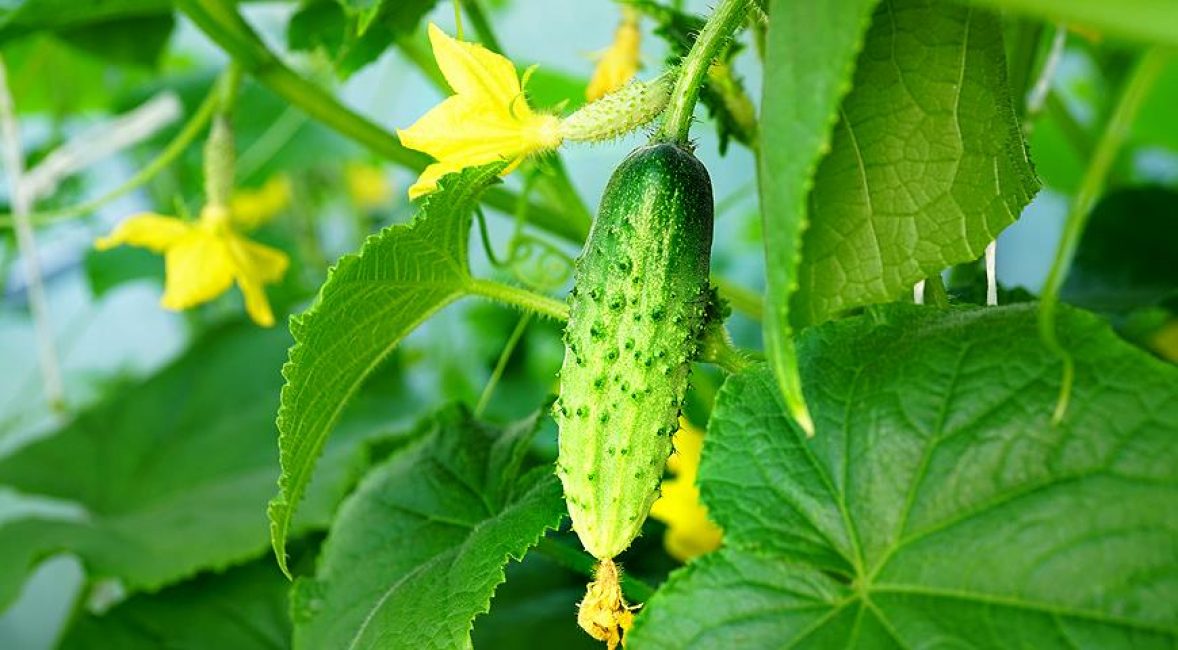 Pepino